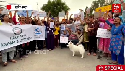 ਭਾਰਤ 'ਚ 10 ਹਜ਼ਾਰ ਲੋਕਾਂ ਨੂੰ ਰੋਜ਼ਾਨਾ ਆਪਣਾ ਸ਼ਿਕਾਰ ਬਣਾ ਰਹੇ ਹਨ ਕੁੱਤੇ, ਹੈਰਾਨ ਕਰਨ ਵਾਲੇ ਅੰਕੜੇ