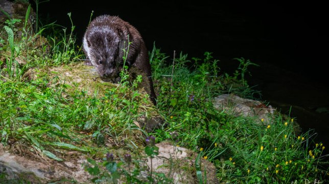 Thierry Alignan, naturaliste passionné, guide les curieux sur les traces des loutres à Montpellier