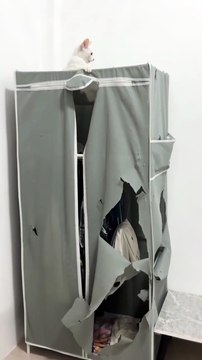 Ay pero que lindos gatitos 😺😻