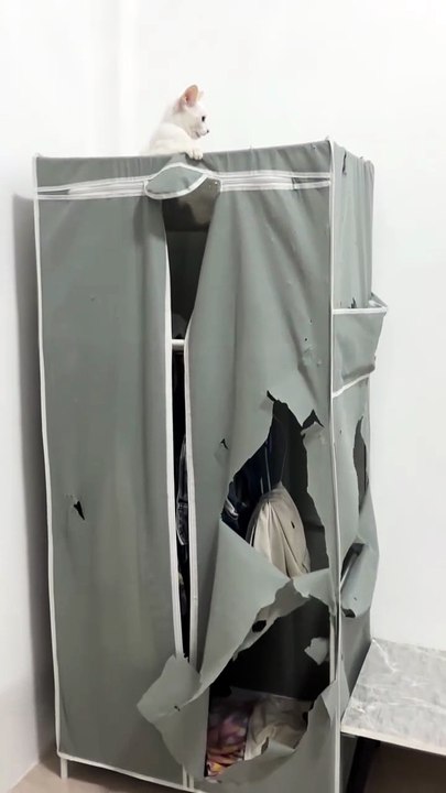 Ay pero que lindos gatitos 😺😻