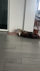 Mi domingo con toda la actitud 😸