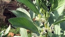 Broad bean pollination