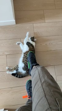 La paire de chaussures c’est un grattoir pour chat jpp