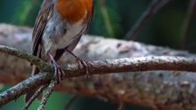 Os animais mais fofos do mundo N•182