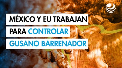 Dan primer paso con acuerdo para control de gusano barrenador SADER y USDA