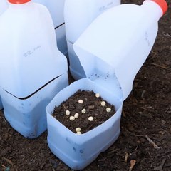 Make Your Garden Thrive With Effortless Care Tips