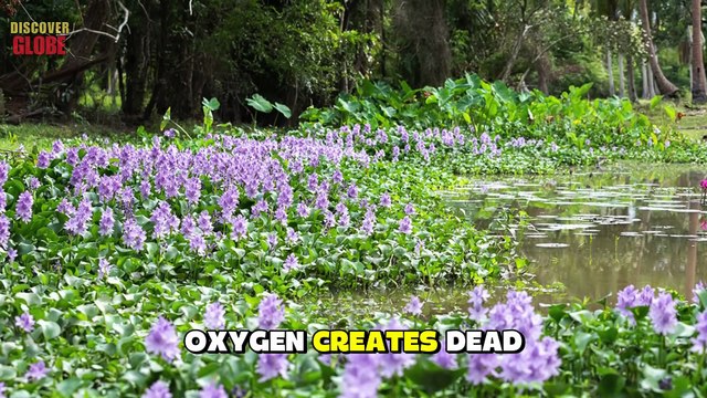 WARNING! FLORIDA MUST Destroy these 7 Animals At ALL Cost, You Must See This! Documentary