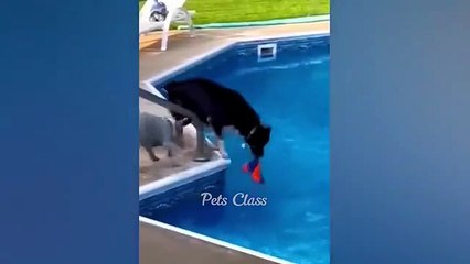 When Cats Go Wild 🐾🤣 | Funniest Cat Moments Ever!