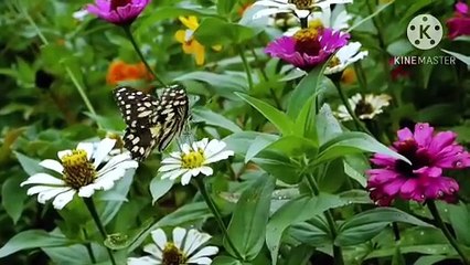 Os animais mais fofos do mundo N•185