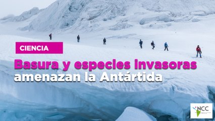 Basura y especies invasoras amenazan la Antártida