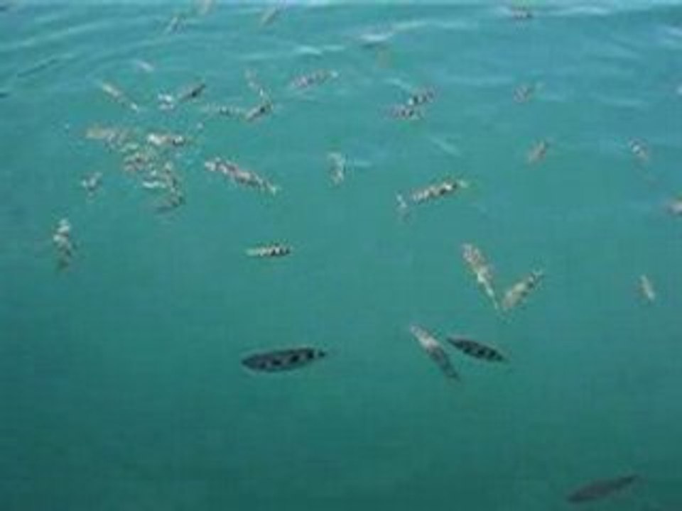 les poissons