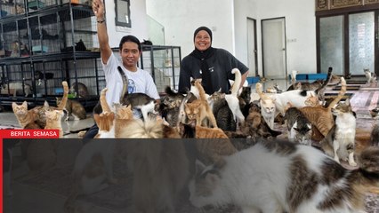 Pasangan Ini Sewa Dua Rumah & Belanja RM10,000 Sebulan Demi Kucing Jalanan 🐱