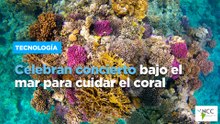 Celebran concierto bajo el mar para cuidar el coral