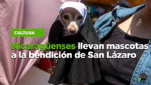 Nicaragüenses llevan mascotas a la bendición de San Lázaro