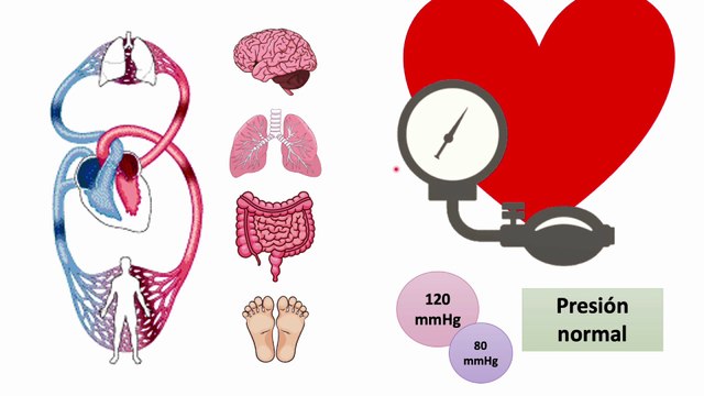 Hipertensión arterial - Fácil, claro y con dibujos #elcuerpoymas #medicina #salud #Hipertensión