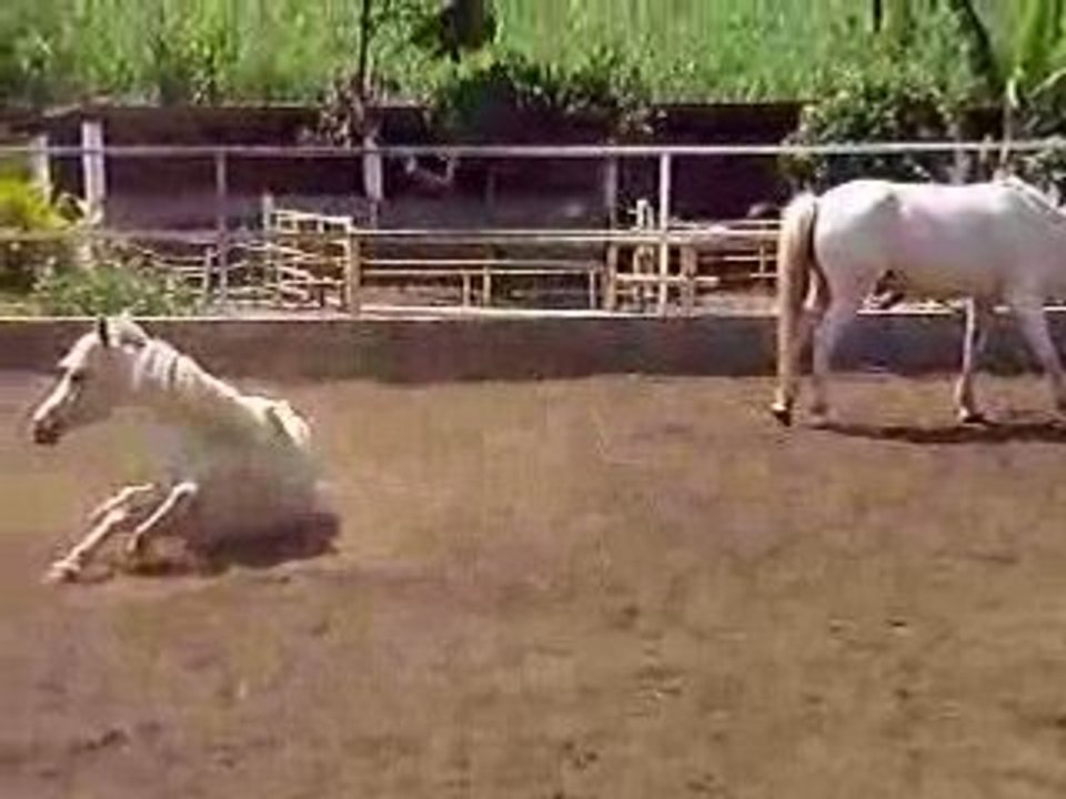 Le bonheur est dans le pré