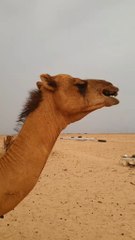 Hold up wait a minute