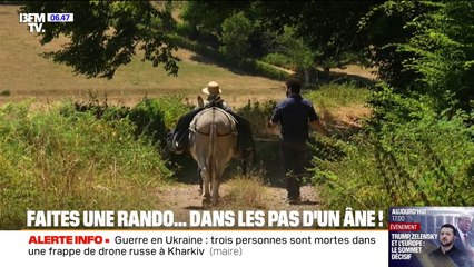 "Il y a une intimité qui va se créer": le succès des randonnées dans les pas d'un âne