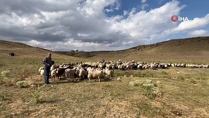 Kars'ta sıcakla mücadele devam ediyor! Serinlemek için her yolu deniyorlar