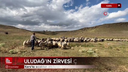 Kars'ta sıcaktan etkilenen koyunları derede serinlettiler