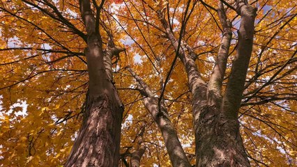 Trees, leaves, foliage stock video