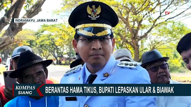 Berantas Hama Tikus, Bupati Indramayu Lepaskan 200 Ular dan 20 Biawak ke Sawah | KOMPAS SIANG