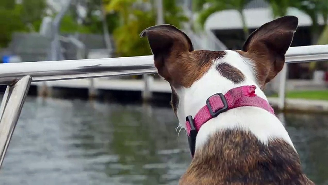 Dog looking at the Lake