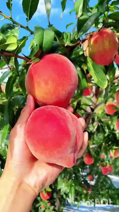 Peach farming