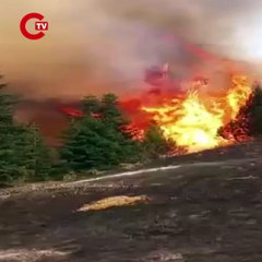 Arıları sakinleştirmek isterken Kahramanmaraş'ı yaktı! 80 hektar orman kül oldu...