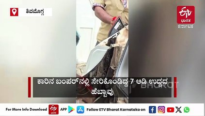 ಕಾರಿನ ಬಂಪರ್​ನಲ್ಲಿ ಸೇರಿಕೊಂಡಿದ್ದ 7 ಅಡಿ ಉದ್ದದ ಹೆಬ್ಬಾವು: ರಕ್ಷಕನ ಮೇಲೆಯೇ ಎರಗಿದ ಹಾವು