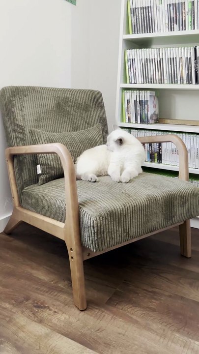 Mochi's testing new armchair