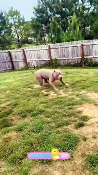 Great Dane.#dog #dogs #funny #foryou #funnyvideos #viral #usa #fypシ #funnymoments #cute #fyp #funnydog