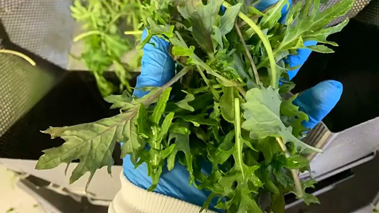 1.5lbs BABY KALE Weighing Packaging _ HighTek USA’s 14 Head 7.5L Combination SALAD Multihead Weigher