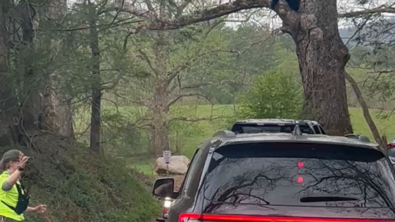 Sleeping bear in Cades Cove brings traffic to a standstill during holiday rush