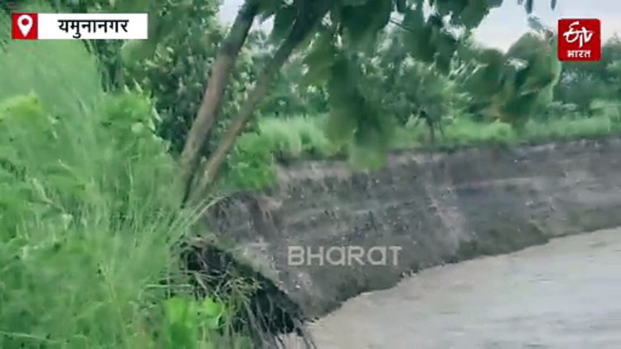 यमुनानगर में मानसून का कहर, कोहलीवाला गांव में भरा यमुना का पानी, तेजी से हो रहा है कटाव