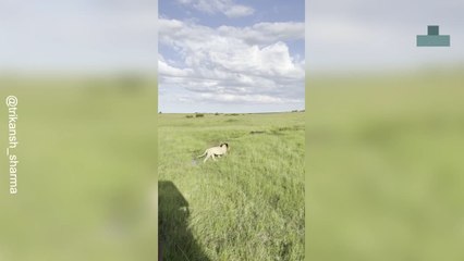 Buffalo Chases Lion Away