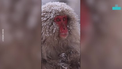 Snow Monkeys Soak in Relaxing Hot Springs