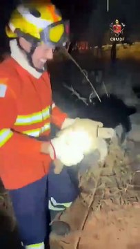 Jabuti é resgatado de incêndio pelo Corpo de Bombeiros na Via Estrutural