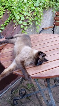 Excuse Me Human… Where’s My Food? 😂 Cat Demands Dinner in the Cutest Way Ever! 🍽️🐱 #shorts #cats #funnycats #cutecats #adorablecats #viralcats #viral