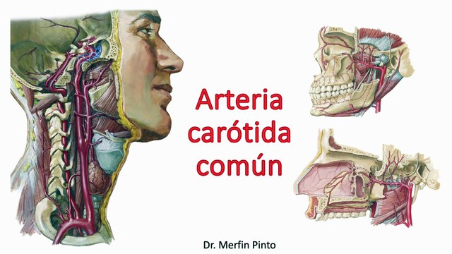 Arteria Carótida Común - Fácil y sencillo de aprender #elcuerpoymas #salud #medicina #anatomía
