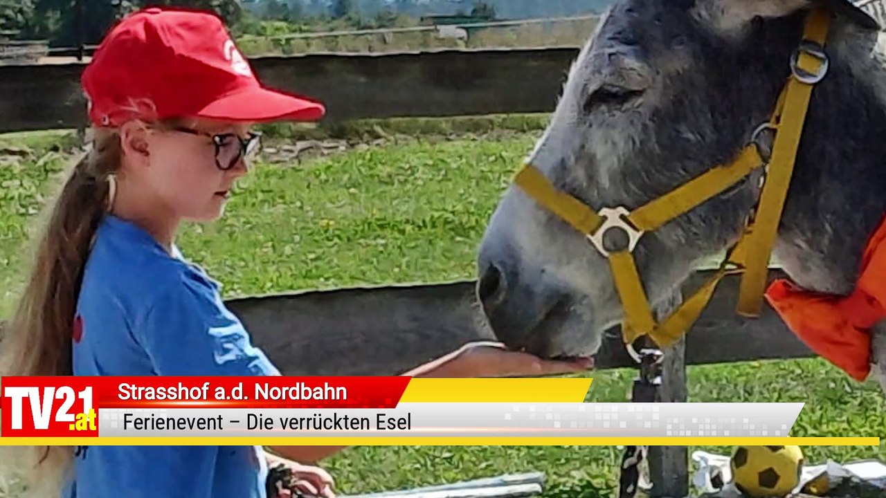 Strasshof Ferienevent – Die verrückten Esel