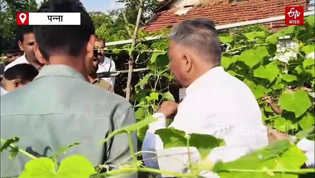 ऑर्गेनिक खीरे की खेती से किसान बन रहे मालामाल, 1 सीजन में 7 से 8 लाख रुपए की कमाई