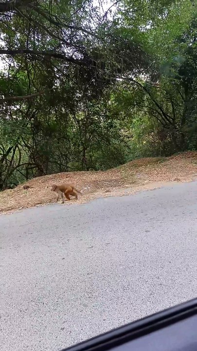 Feeding Stray Monkeys