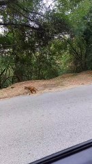 Feeding Stray Monkeys