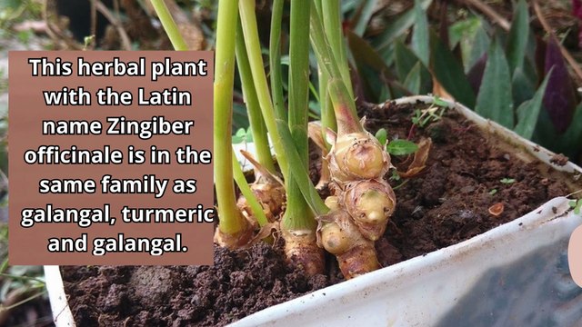 6 Benefits of Boiled Ginger Water, One of Which Can Lower Cholesterol