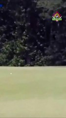 ¡Gracias a la intervención de una mosca!