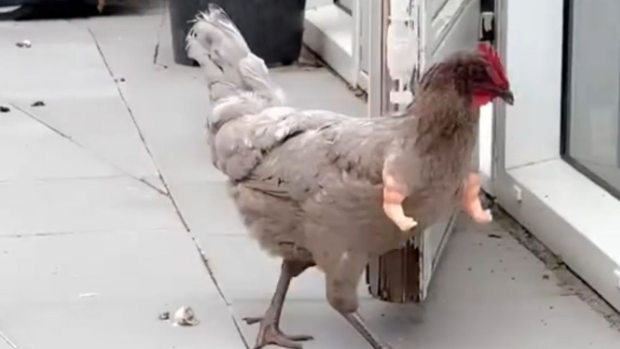 Fashionista chicken walks around showing off its toy arms like a diva
