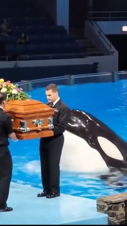 Sad News Jessica and dolphin. Jessica is no more #Jessica #orca #attack #JessicaRadcliffeOrca