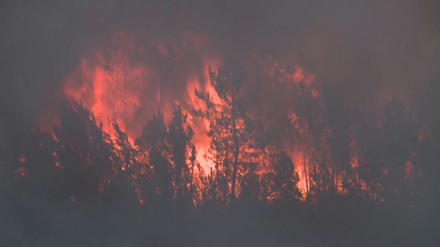 Unos policias portugueses salvan a varios perros que iban a quedar atrapados en un incendi