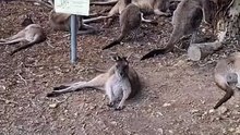 Kangaroo get together in Australia